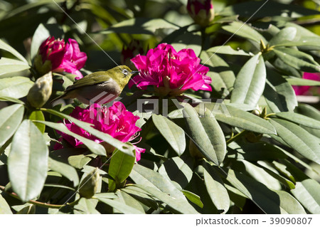 White-eye White-eye 39090807