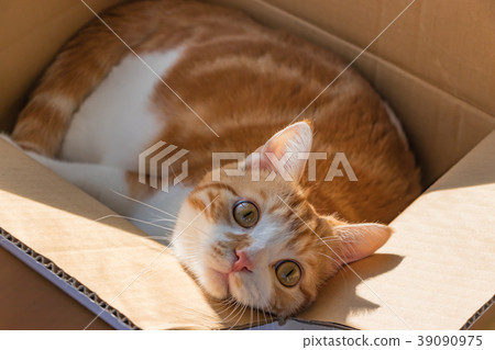 Cute white tea cat to play in cardboard 39090975