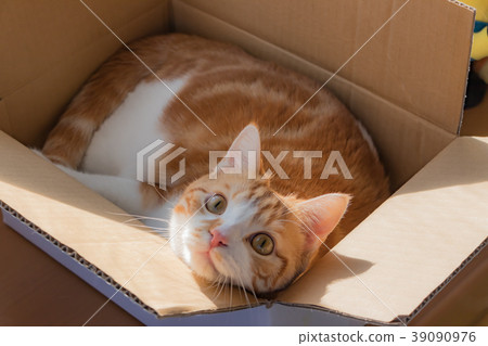 Cute white tea cat to play in cardboard 39090976