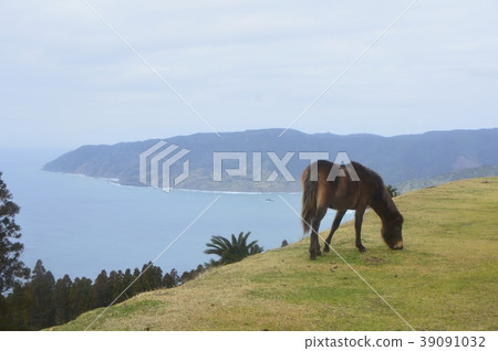 Toi Minoru and Misakima (Daina, Kasama-shi, Miyazaki Prefecture) 39091032