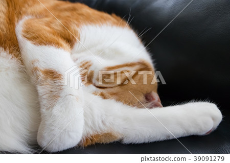 A cute white tea cat that curls up and takes a nap A cute white tea cat that curls up and takes a nap 39091279