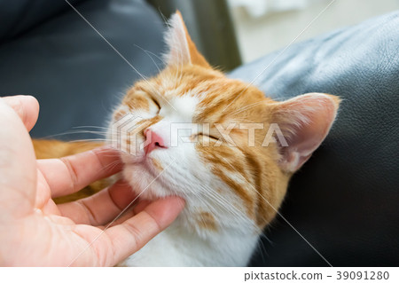 一隻可愛的白茶貓被浸泡和變鈍 39091280