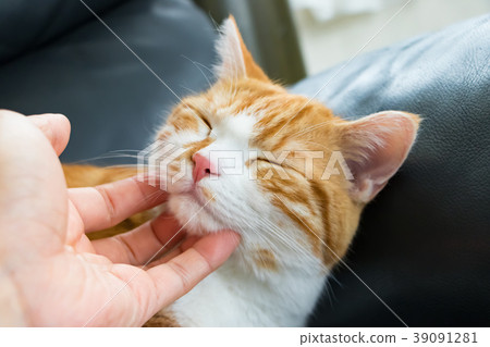 一隻可愛的白茶貓被浸泡和變鈍 39091281