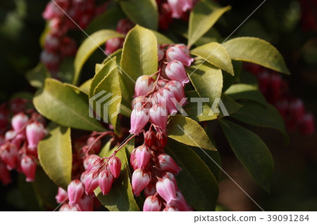 仙女星座 39091284