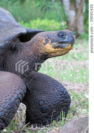 加拉帕戈斯巨龜 39091426