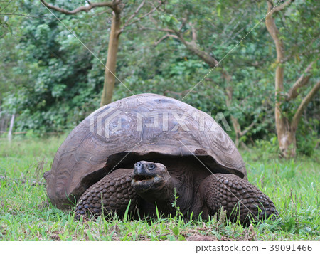加拉帕戈斯巨龜 39091466