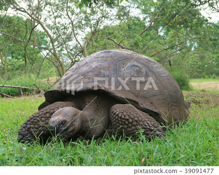 加拉帕戈斯巨龜 39091477