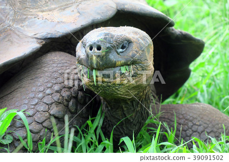 Galapagos Giant tortoise 39091502