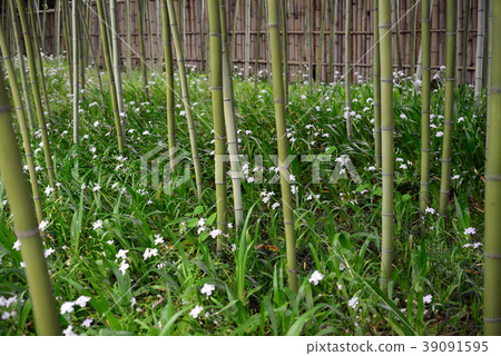 Bamboo forest and Shaga flower-3 Bamboo forest and Shaga flower-3 39091595