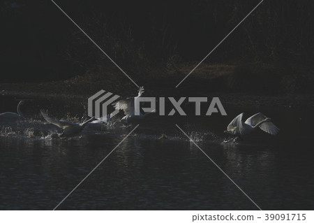 Swan 39091715