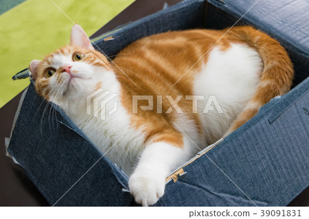 Tea white cat playing in a cardboard box 39091831
