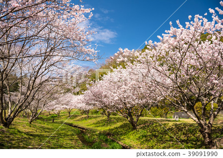 春天的櫻花樹 39091990