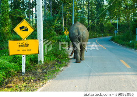 Elephant walking lonely on up hill country road Elephant walking lonely on up hill country road 39092096