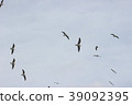 Yuli Gull (Yuriwo) 21 of it. Black headed gull 39092395