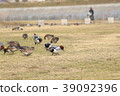 Wandering duck (Scarlet duck) Part 5. Eurasian Wigeon 39092396