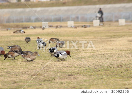 Wandering duck (Scarlet duck) Part 5. Eurasian Wigeon Wandering duck (Scarlet duck) Part 5. Eurasian Wigeon 39092396