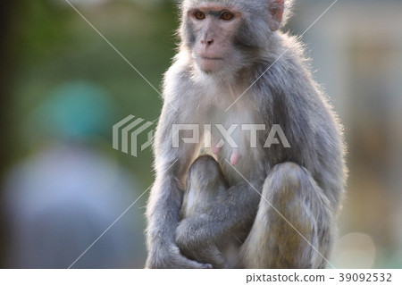 Redhead monkey (Rhesus monkey) in Inokashira Natural Culture Garden 39092532