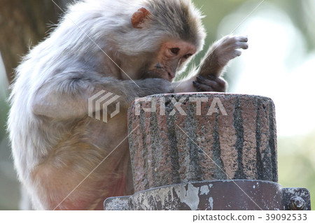 Redhead monkey (Rhesus monkey) in Inokashira Natural Culture Garden 39092533