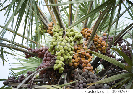 图库照片: betel nut palm, betel nuts on tree.