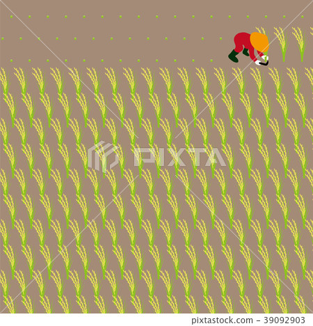 Autumn rice harvesting work Autumn rice harvesting work 39092903