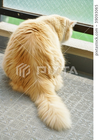 Behind the Scottish Fold in the ear, on the veranda 39093065