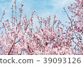 Cherry Blossoms	 39093126