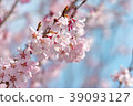 Cherry Blossoms	 39093127
