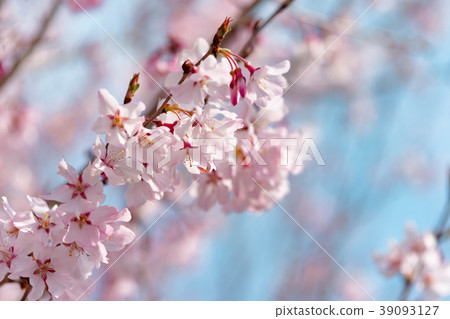 Cherry Blossoms	 39093127