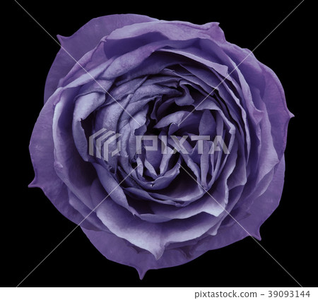 Violet rose flower black isolated background Violet rose flower black isolated background 39093144