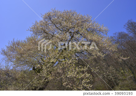 Shei-Pa National Park, Guanwu National Forest Recreation Area, Guanwu, Hsinchu, Wufeng, Taiwan's largest fog garden cherry Shei-Pa National Park, Guanwu National Forest Recreation Area, Guanwu, Hsinchu, Wufeng, Taiwan's largest fog garden cherry 39093193