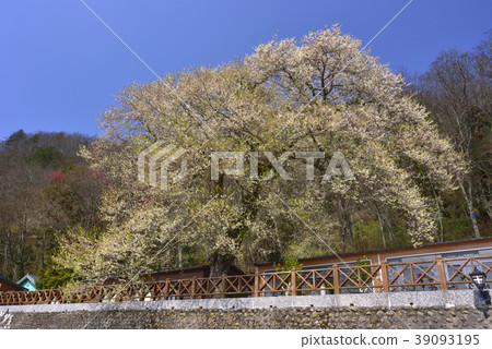 Shei-Pa National Park, Guanwu National Forest Recreation Area, Guanwu, Hsinchu, Wufeng, Taiwan's largest fog garden cherry Shei-Pa National Park, Guanwu National Forest Recreation Area, Guanwu, Hsinchu, Wufeng, Taiwan's largest fog garden cherry 39093195