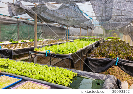 Hydroponics farm, vegetables growing on water Hydroponics farm, vegetables growing on water 39093362