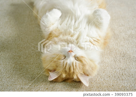 Scottish fold, cat, pussy 39093375