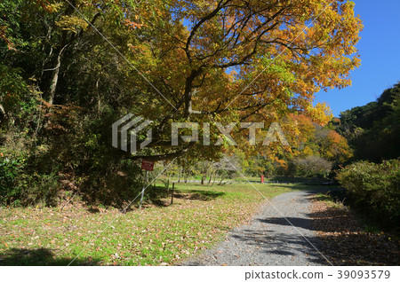 Autumn Segamizawa Boardwalk 39093579