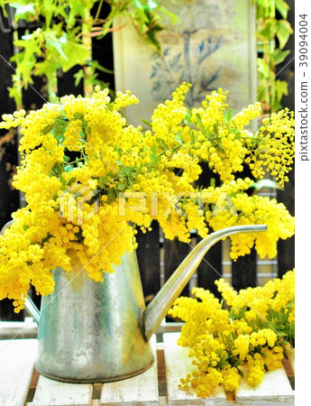 生動的含羞草花在次郎，園藝，住房 39094004