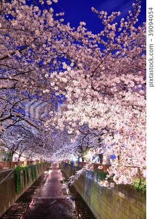 Cherry Blossoms Cherry Blossoms 39094054