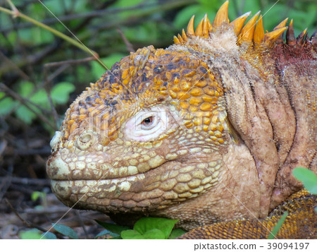 加拉帕戈斯Liquiguana 加拉帕戈斯Liquiguana 39094197