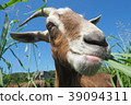 Goat  39094311