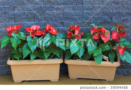 Botanical garden 39094486