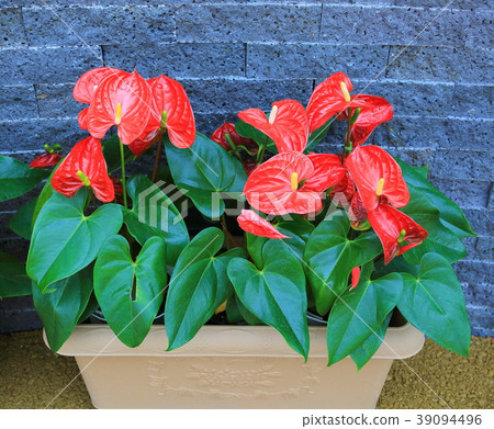 Botanical garden 39094496