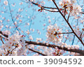 Cherry Blossoms	 39094592
