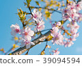 Cherry Blossoms	 39094594