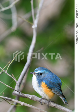 在Yakushi-ike公園的野生鳥 39095388