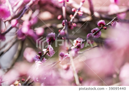 Tani Ozaki Bairin Park Tani Ozaki Bairin Park 39095440