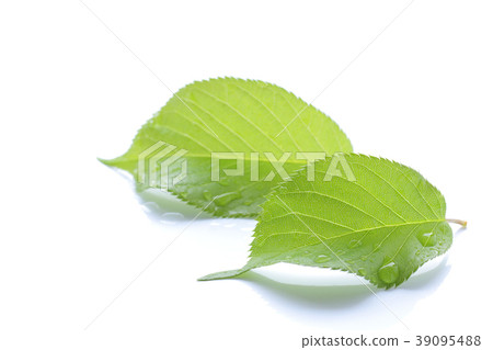 Konoha Fresh Green Rain White Background Konoha Fresh Green Rain White Background 39095488