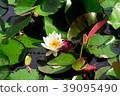 Lotus flower  39095490