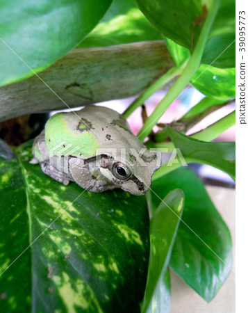 It is spacious with leaves 39095773