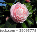 Pale pink large flower 39095778