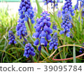 Muscari in full bloom 39095784
