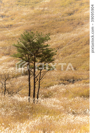 Toho高原Susukito樹（兵庫縣神崎郡上川町） 39095904